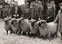 Washable  Shropshire Wool Bedding