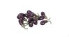 Eggplant     <br />RR0223