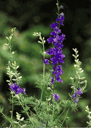 Averial's Ultraviolet Larkspur Averial's Ultraviolet Larkspur