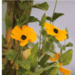 Black Eyed Susan Vine / Clock Vine Black Eyed Susan Vine / Clock Vine