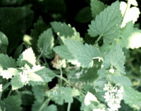 Catnip Catnip