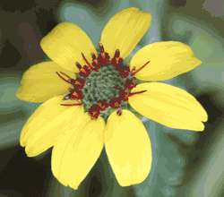 Chocolate Daisy Chocolate Daisy