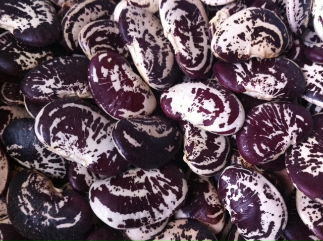 Semillas De Pallar / Lima Bean (Phaseolus Lunatus) – Aprox. 10 Semillas Tropicales Para Maceta