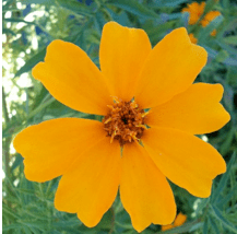 Day of the Dead Mexican Marigold