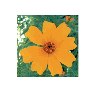 Day of the Dead Mexican Marigold seeds - Tagetes erecta