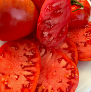 New Big Dwarf Tomato