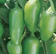 TAM Jalapeno pepper
