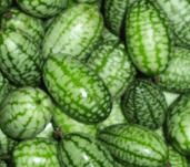 Mouse Melon