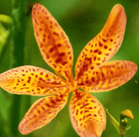Blackberry Lily