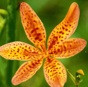 Blackberry Lily