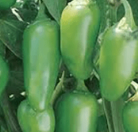 TAM Jalapeno pepper