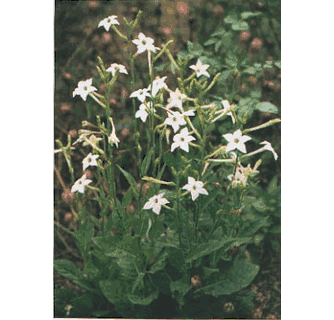 Jasmine Tobacco seeds - Nicotiana alata