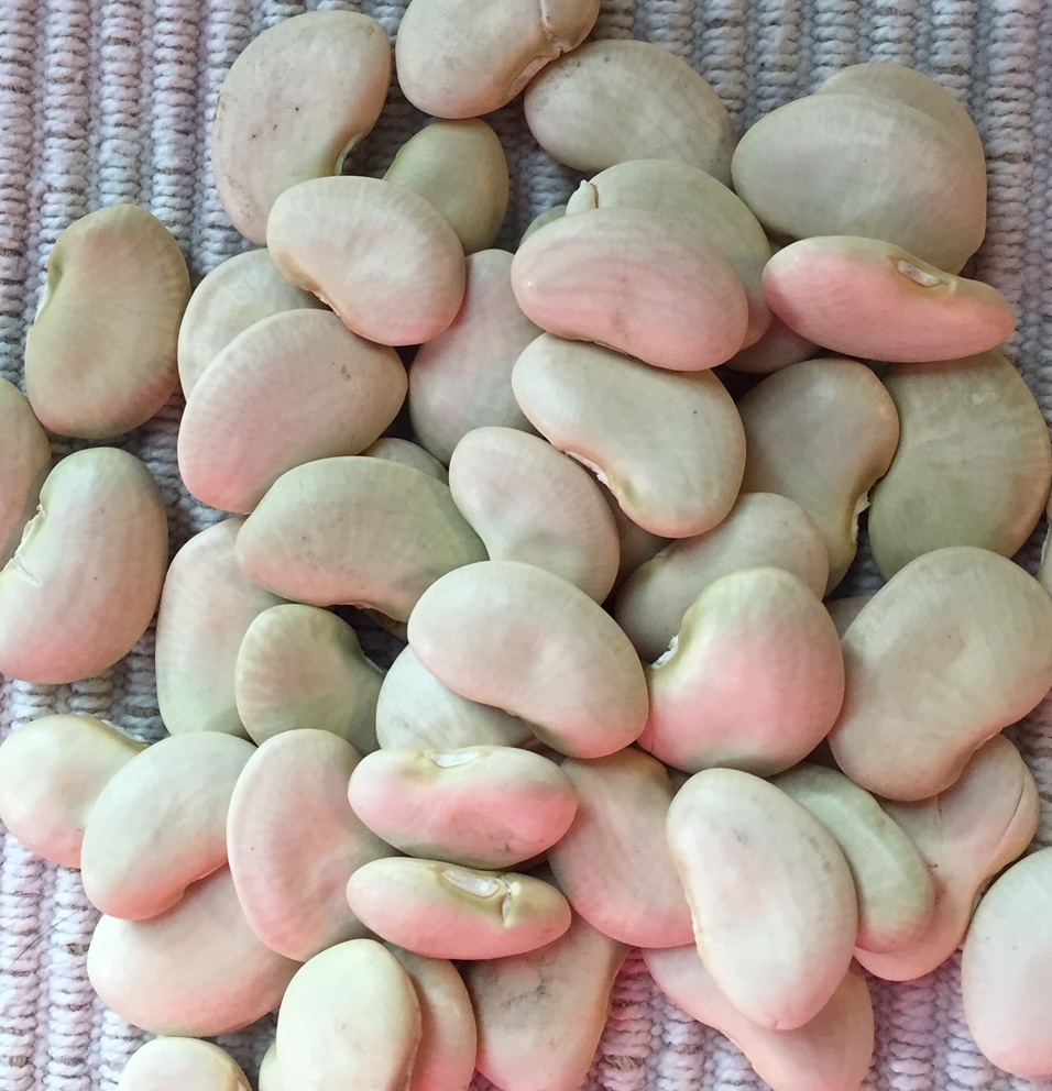 King of the Garden Lima Bean seeds