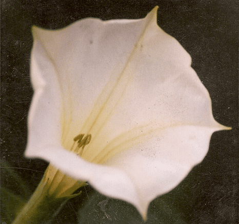 Moonflowers