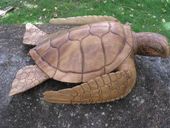 15" HAWAIIAN Turtle Carving, Honu Sculpture, Hand Carved Monkey Pod Wood