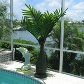 On Backorder 6 ft  LED Bottle Palm Tree. Energy saving LED with Lighting Control. 