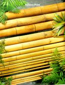 4" x 8 Ft. (4 BAMBOO POLES) Premium Tropical Bamboo Material Fumigated