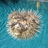 Authentic PUFFER FISH. Tiki Bar Decoration. Tropical Island Decor