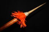 Hawaiian Koa Spear 32" W/ 2" Shaft - Orange Feathers
