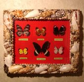 Framed Butterflies with Seashell frame. Hawaiian Tropical Wall Decor. Island Theme Decoration.