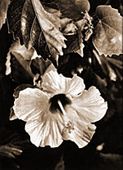 HIBISCUS Vintage 1920's Photograph. Nostalgia Hawaiiana Poster. Giclee Art Print