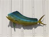 Large 40"  Bull Dolfin Mahi Mahi / Dorado Full Wall Mount. Exotic Fish Replica Taxidermy
