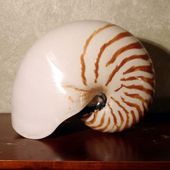 RARE 7" Nautilus Sea Shell
