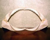 Small 8" Authentic Shark Jaw. Tiki Bar Decoration. Tropical Island Decor