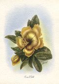 Vintage CUP OF GOLD Giclee Art Print by Ted Mundorff. 1940's - 1950's Plantation Style, Nostalgia Flower poster