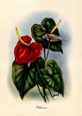 Vintage Hawaiian Artist TED MUNDORFF.  "ANTHURIUM" Floral poster. 1940's - 1950's Nostalgia Hawaiiana. Giclee Art Print 