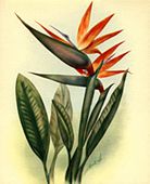 Vintage Hawaiian Artist Ted Mundorff. BIRD OF PARADISE. Retro forties / fifties Flower Poster. Nostalgia Hhawaiiana Giclee Art Print