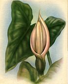 Vintage Hawaiian Artist TED MUNDORFF Floral Painting. 1940's - 1950's retro Nostalgia Hawaiiana. Giclee Art Print