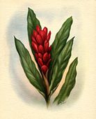 Vintage Hawaiian Artist Ted Mundorff painting. TORCH GINGER. 1940's / 1950's Nostalgia Hawaiiana Flower Poster. Giclee Art Print