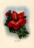 Vintage Hawaiian Artist Ted Mundorff. RED HIBISCUS flower painting. Forties / Fifties retro poster.  Nostalgia Hawaiiana, Giclee Matted Art Print