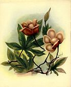 Vintage Hawaiian Artist TED MUNDORFF. WOOD ROSE Floral Painting. Retro 1940's / 1950's Period Plantation Style, Nostalgia Hawaiiana. Giclee matted print