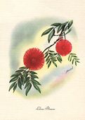 Vintage Hawaiian LEHUA BLOSSOM by Ted Mundorff. Forties / Fifties Retro Floral Giclee Art Print. Plantation Style, Tropical Decor