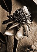 Vintage Hawaiian TORCH GINGER  Black and White Photograph 1926. Nostalgia Hawaiiana Floral Poster. Giclee Flower Art Print
