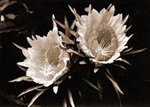 Vintage NIGHT BLOOMING CEREUS  Black and White Photograph. Retro Hawaiian Floral Giclee Art Print. Nostalgia Hawaiiana
