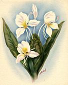 Vintage TED MUNDORFF Flower Poster. 1940's - 1950's nostalgia hawaiiana. Retro Giclee Art print
