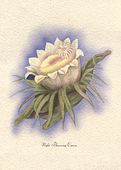 Vintage Ted Mundorff NIGHT BLOOMING CEREUS Giclee Art Print. Nostalgia Hawaiiana, Tropical Hawaiian Flower Decor