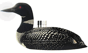Loon Cribbage Boards