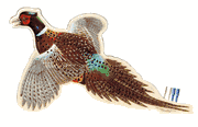Pheasant Cribbage Boards
