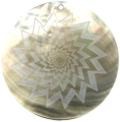 Blacklip shell round