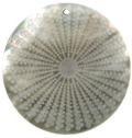 Blacklip shell round