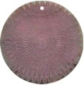Blacklip shell round in purple