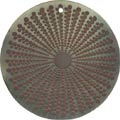 Blacklip shell round in toffee