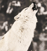 ALPHA WOLF POTION EXTREME POWER OVER ALL