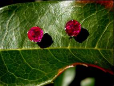 Twin flame Soul mate earrings