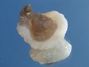  CHALCEDONY ..
