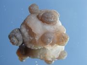 CHALCEDONY ..**AMAZING**Natural Raw Formation